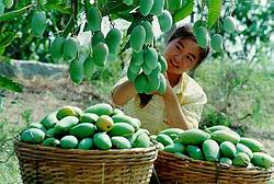 广州白云区石井镇夏茅香芒